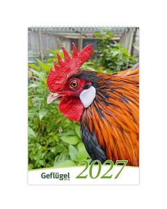 Bildkalender Rassegeflügel 2027